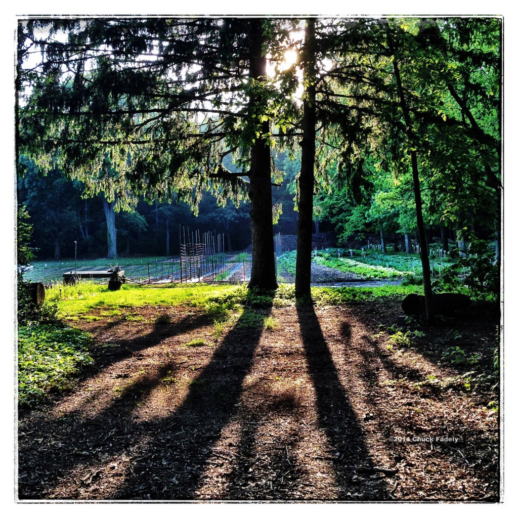 farmtreeslight